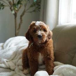 Goldendoodle Puppies from Blissful Doodles
