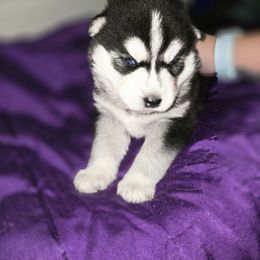 Boy 1 - Black and white male Siberian Husky puppy in Canton, Georgia from Sierra's Siberian Huskies