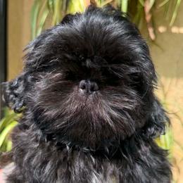 Sissy in - Brindle female Shih Tzu puppy in Victorville, California from Precioustzus