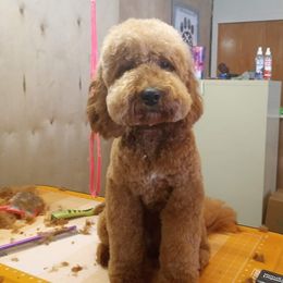 Ruby - Goldendoodle