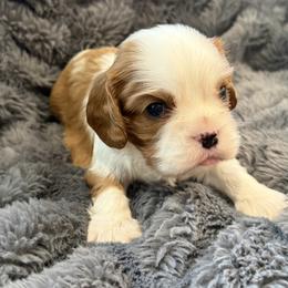 Leo - Blenheim male Cavalier King Charles Spaniel puppy in Huntington Beach, California from Russell Cavailers