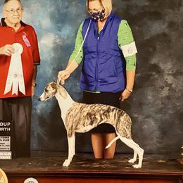 Rylee - Whippet