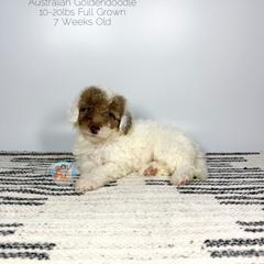 Willow - Parti female Double Doodle puppy in Southwest Ranches, Florida from Dandy Doodle Ranch