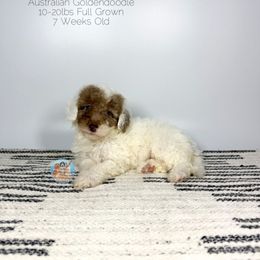 Willow - Parti female Double Doodle puppy in Southwest Ranches, Florida from Dandy Doodle Ranch