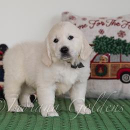 Forest - Light golden male Golden Retriever puppy in Bedford, Indiana from Indiana Goldens