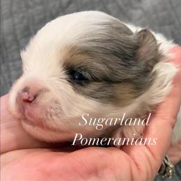 Boy 1 - male Pomeranian puppy in Palatka, Florida from Sugarland Pomeranians