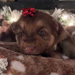 Pink color - Liver female German Shepherd puppy in Marion, Ohio from Legacy K9’s
