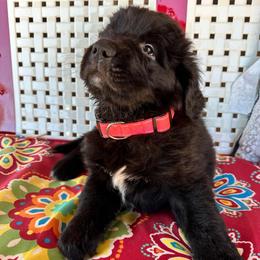 Girl 2 - AKC Registered Dark Pink - Black female Newfoundland puppy in Marshall, Missouri from Majestic Gentle Giants