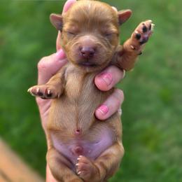 Carrera - male Cavapoochon puppy in Bullard, Texas from Cavapoochon Central LLC