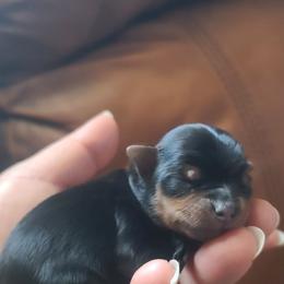 Holly - Black and tan female Yorkshire Terrier puppy in Grand Terrace, California from CLC SOUTHERN YORKIES