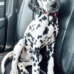 Dalmatian Puppies from Spotted Jewels Dalmatians
