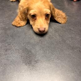 Rufus - Cream male Dachshund puppy in Magnolia, Texas from Carrie’s Countryside Dachshunds