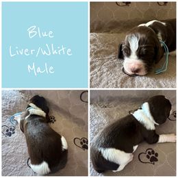 Boy 2 - Liver and white male English Springer Spaniel puppy in Godley, Texas from Legacy Springer Spaniels
