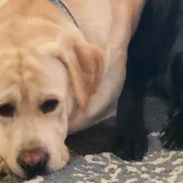 Labrador Retrievers from Willow Tree Farm Labradors