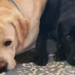 Labrador Retrievers from Willow Tree Farm Labradors