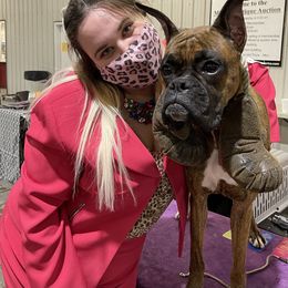 Boxer All Grown Up from Bluegrass Brawn Boxers