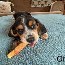 Grey - Black white and tan female Beagle puppy in Plainfield, Wisconsin from I Wanna Hunt Too