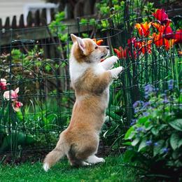 Pembroke Welsh Corgis from Brigadoon