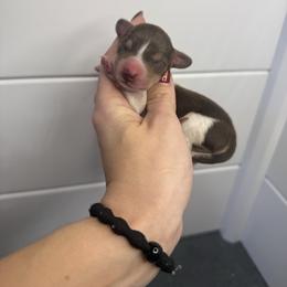 Blitz - Piebald male Dachshund puppy in Oklahoma City, Oklahoma from Barrett’s Doxie Farm