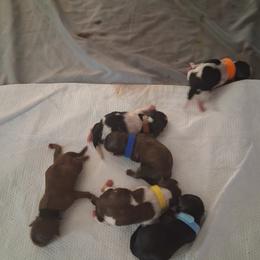 Shih Tzu puppies from Shih Tzu Cottage