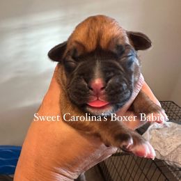 Boy 1 - Fawn male Boxer puppy in Smithfield, North Carolina from Sweet Carolinas Boxer Babies