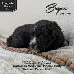 Bryce - Grey Collar - male Australian Mountain Doodle puppy in Oxford, Alabama from Magnolia Grove Doodles