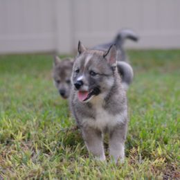 Siberian Husky Puppies from SoFlo Siberians