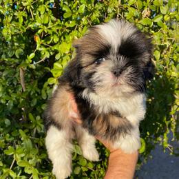 May - Tricolor female Shih Tzu puppy in Azusa, California from RJ Shih Tzu lover