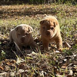 Tsireya - Red fawn female Chinese Shar-Pei puppy in Lehigh Acres, Florida from Florida Wrinkles