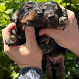 Girl 2 - Black and tan female Dachshund puppy in Santa Rosa, California from Signature Mini Dachshunds