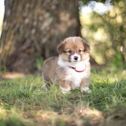 Pembroke Welsh Corgi Puppies from Willow Creek Corgis