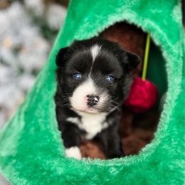 Nestlé - Black and white male Pomsky puppy in Cleveland, Ohio from Lake Point Pomskies
