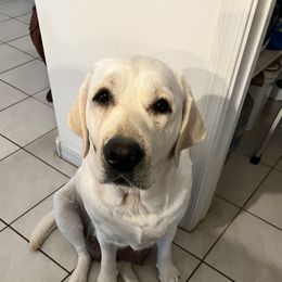 Nelli - Labrador Retriever
