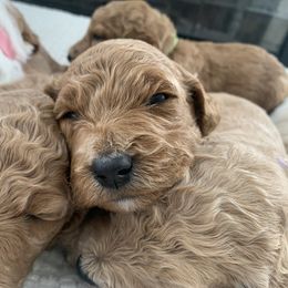 Goldendoodle Puppies from Edge Farm Goldendoodles