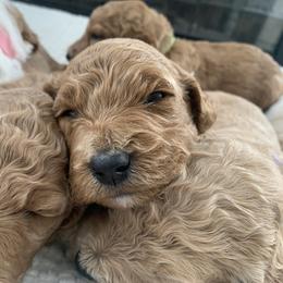 Goldendoodle Puppies from Edge Farm Goldendoodles