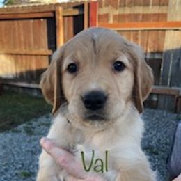 Golden Retriever Puppies from Karen's Goldens