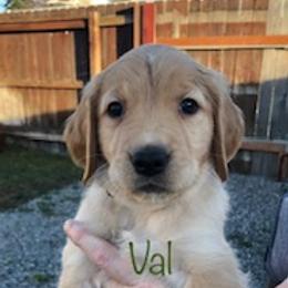 Golden Retriever Puppies from Karen's Goldens