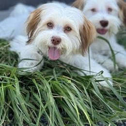 Havanese Puppies from Dean Supreme