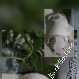 Ghost - Blue female Boston Terrier puppy in Columbia Falls, Montana from Glacier Bark Boston Terriers