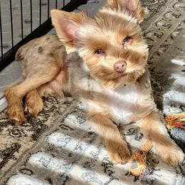 Charlie - Yorkshire Terrier