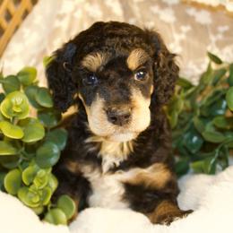 Black Phantom Male - Phantom male Poodle puppy in Belgreen, Alabama from Scott’s Farm Poodles and Doodles