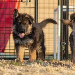 German Shepherd Puppies from vom Gannett