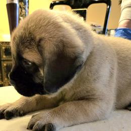 Eva - Fawn female Mastiff puppy in Las Vegas, Nevada from Mikayel Nikogosyan
