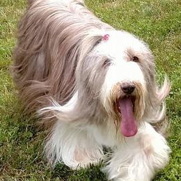 Havanese from Judy Higgs' Havanese