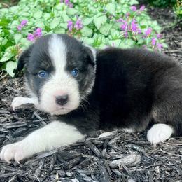 Manny - Black tri-color male Australian Shepherd puppy in Loda, Illinois from Pilcher Farms