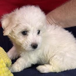 Roxy - yellow collar - White female Bichon Frise puppy in 63101 (St. Louis Metro Area), Missouri from BichonSTL