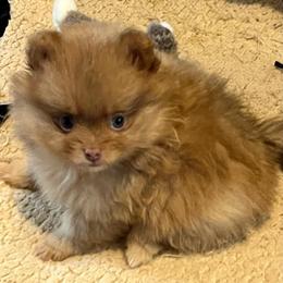 Raya - Beaver female Pomeranian puppy in Bentonville, Arkansas from Hummingbird & Fox