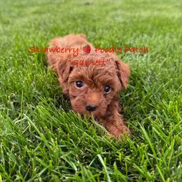 Poodle Puppies from Strawberry Poodle Patch