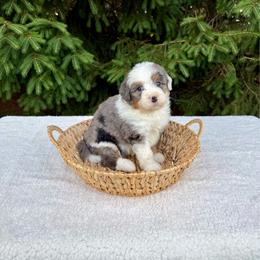 Victor - Merle male Bernedoodle puppy in Bremen, Indiana from Farmland Doodles
