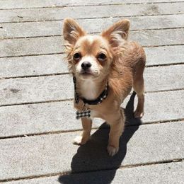 Nugget - Chihuahua